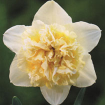 Narcissus 'Ice King'