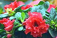 Blodau