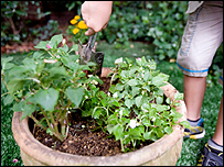 Garden pot with plants