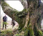 The French Lieutenant's Woman's Tree