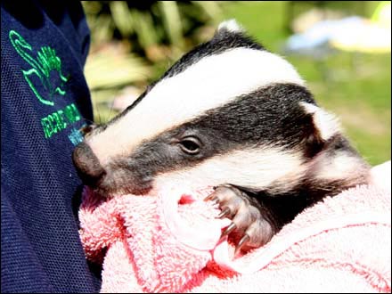 Secret World Badger Cub Weekend 2007