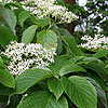 Cornus controversa