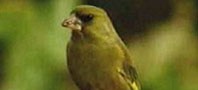Greenfinch