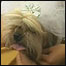 Casamento de cachorro