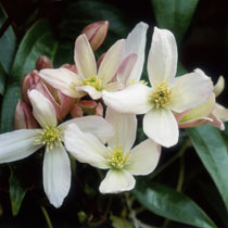 Clematis armandii 'Apple Blossom'