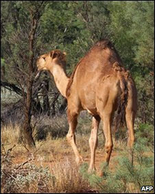 A wild camel
