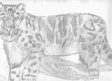Snow Leopard
