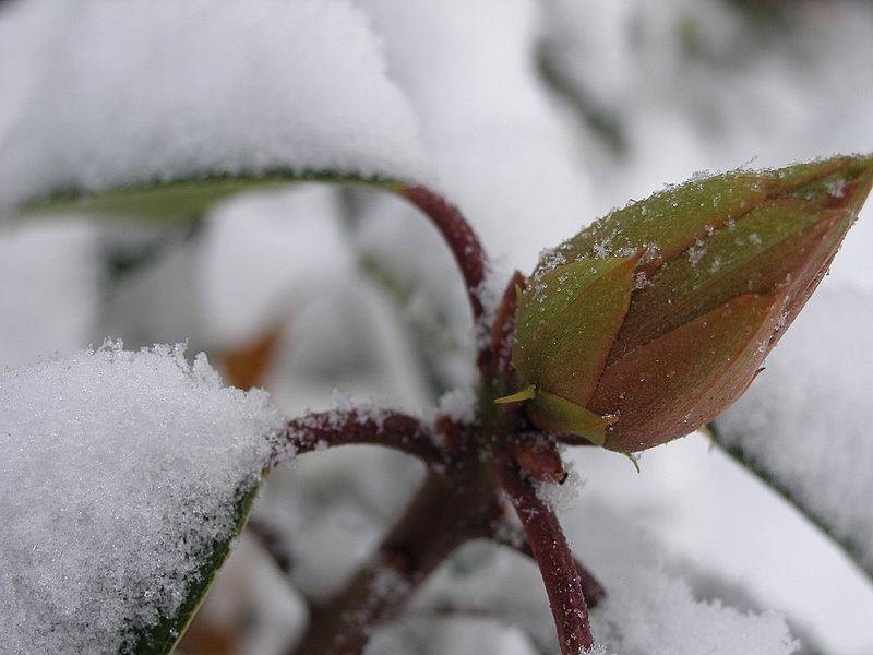 Snow on leaves