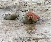 Seals resting on the mud flats