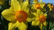 Daffodils