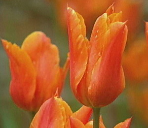 Tulipa 'Ballerina'