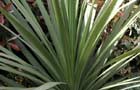 Cordyline australis