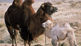 The Story Of The Weeping Camel