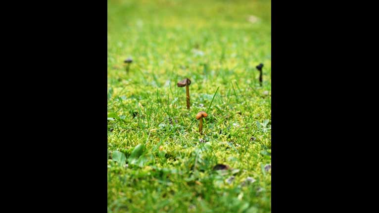 Balgain-buachair beaga