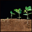 کشت و رشد سويابين