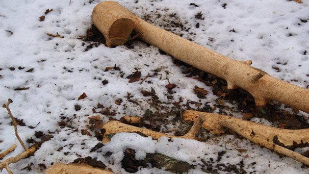 Tree logs stripped of their bark