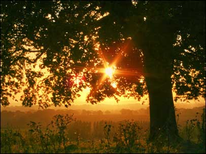 Sunrise seen through a tree