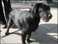 Guide dog Moby at 4 months old