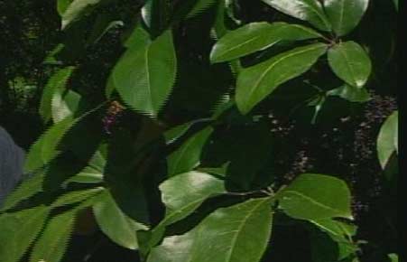 Pseudopanax crassifolius