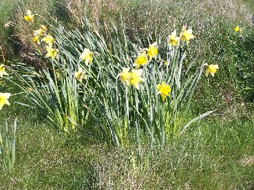 Our daffodils