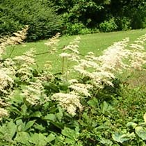 Aruncus aethusifolius