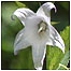 Giant Bell Flower