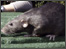 rat