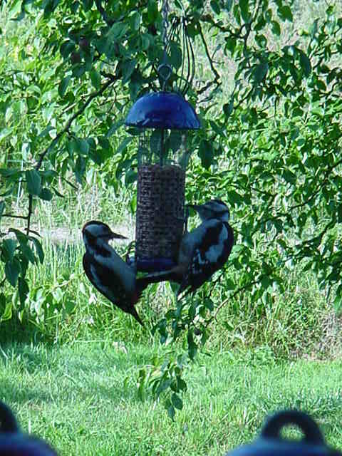 Woodpeckers outside my window.