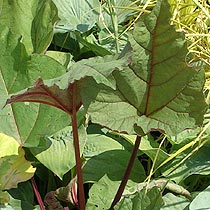 Rheum palmatum 'Ace of Hearts'