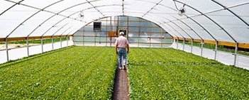 A hydroponic greenhouse