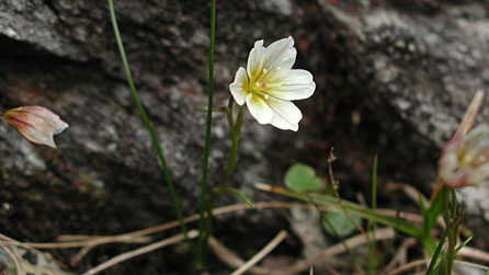 Snowdon lily. Photo: Peter Llewellyn