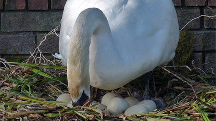 swan_eggs.jpg