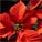 Poinsettia