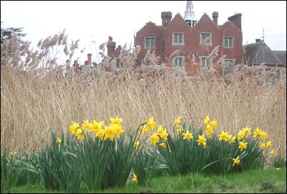 Daffodils at Madresfield Court