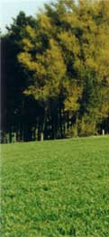 Sheffield Park - the battleground site today