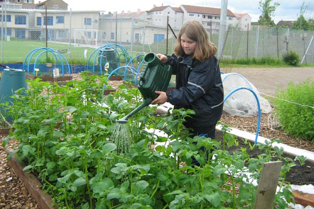 Potato plants
