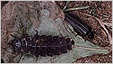 Glow worm, Male (right) and female. c/o John Tyler/Galaxy