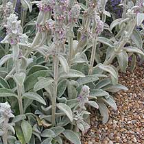 Stachys byzantina
