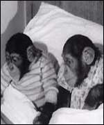 Two chimps dressed in clothes in bed