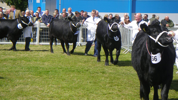 Entrants in the Aberdeen Angus class ‘Female born on or before 1st January and 31st March 2007’ parade around the ring before inspection by the judge.