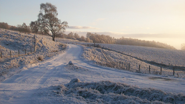 Thick frost on rural scene