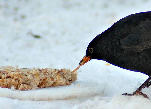 blackbird feeding on bird cake by jane gregory