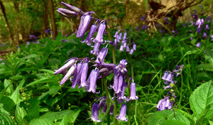 Blue Bell animation (May 18th)