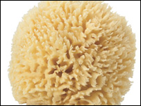 اسفنج