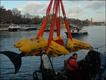 Foto: British Divers Marine Life Rescue