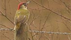 Green woodpecker. Photo: Mike