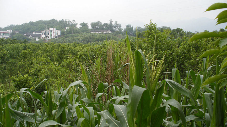 Farm views.
