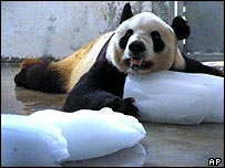 پاندا، عکس از آسوشيتدپرس