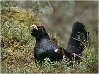 Capercaillie c/o RSPB Images/Duggan