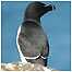 Razorbill c/o Chris Packham